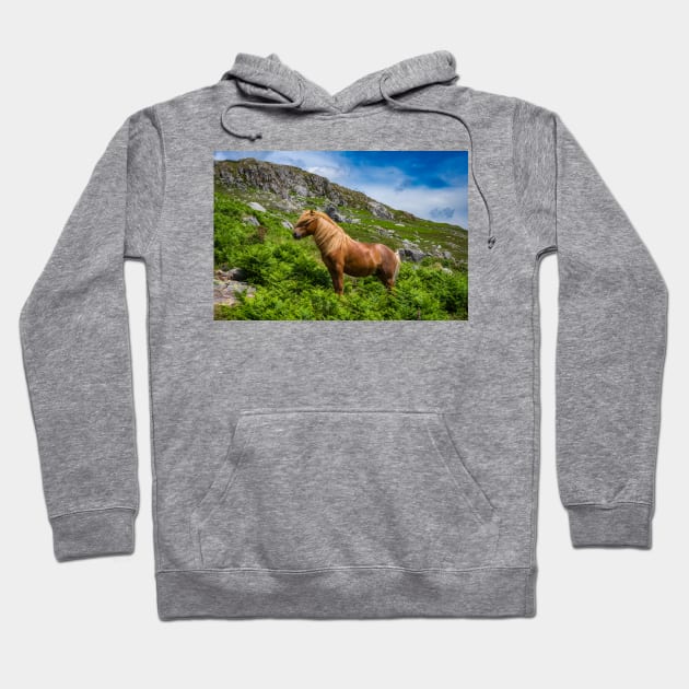 Welsh Mountain Pony Hoodie by Adrian Evans Photography